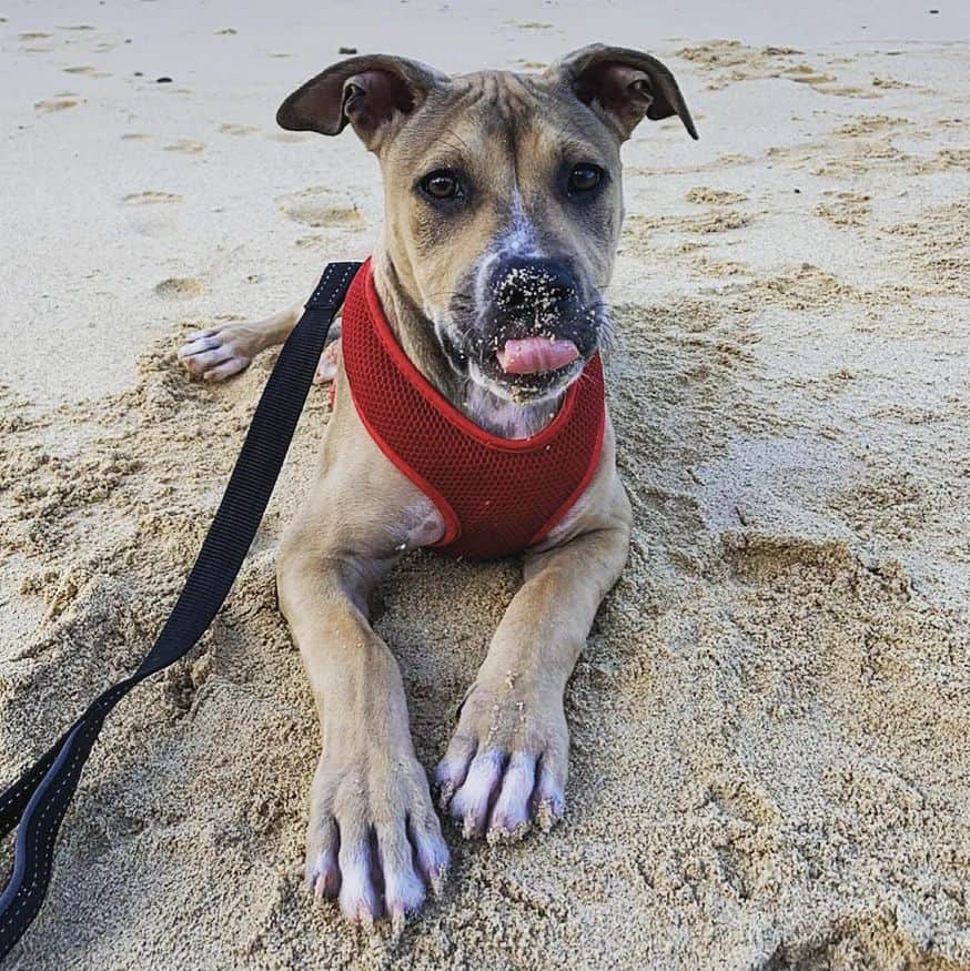 ridgeback pitbull mix