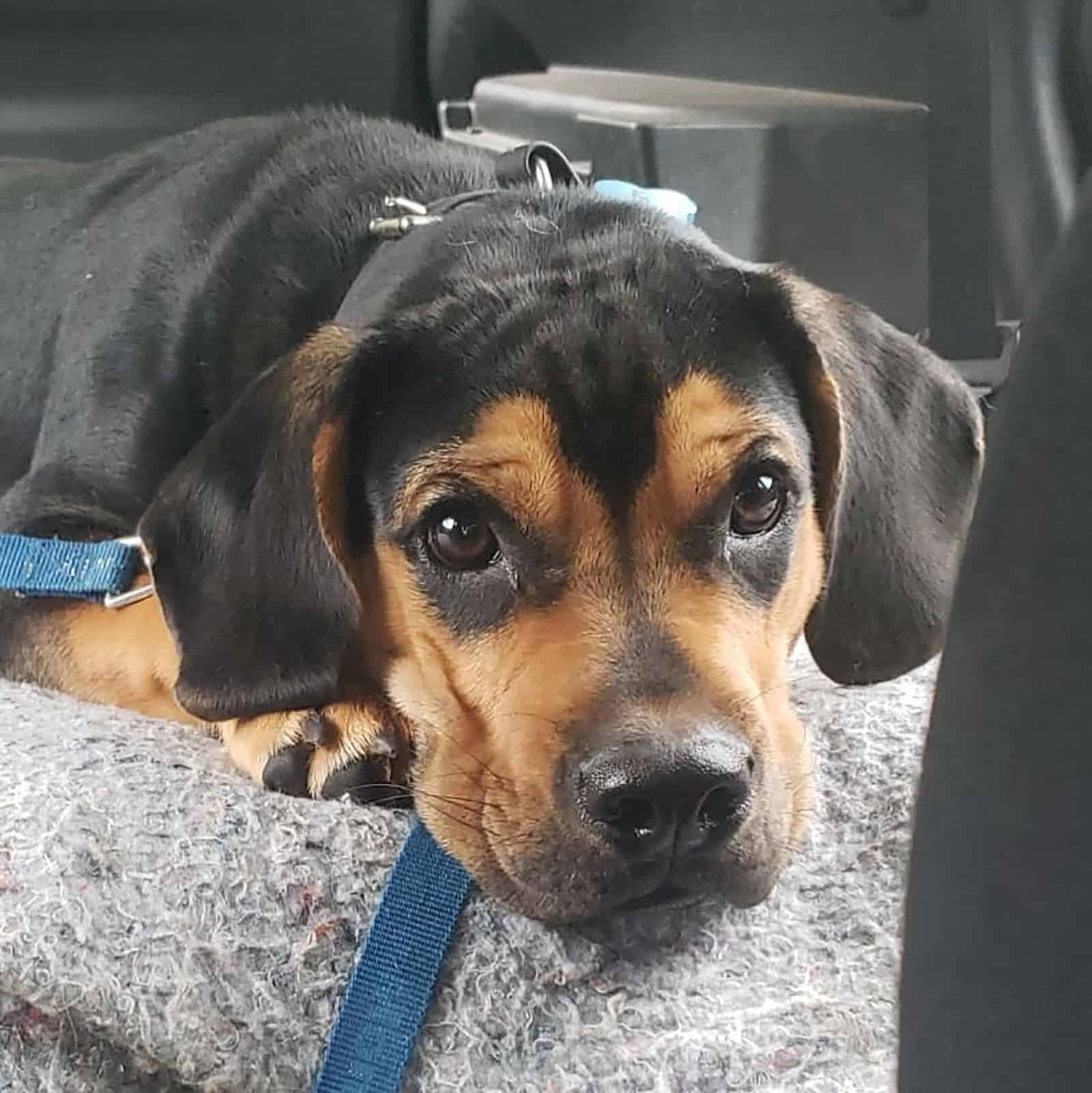 rottweiler beagle mix lying on the rug