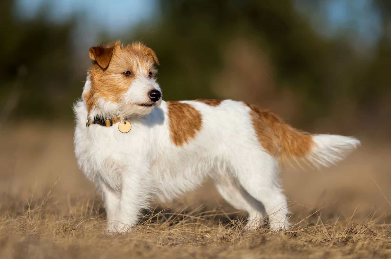 rough coat jack russell terrier