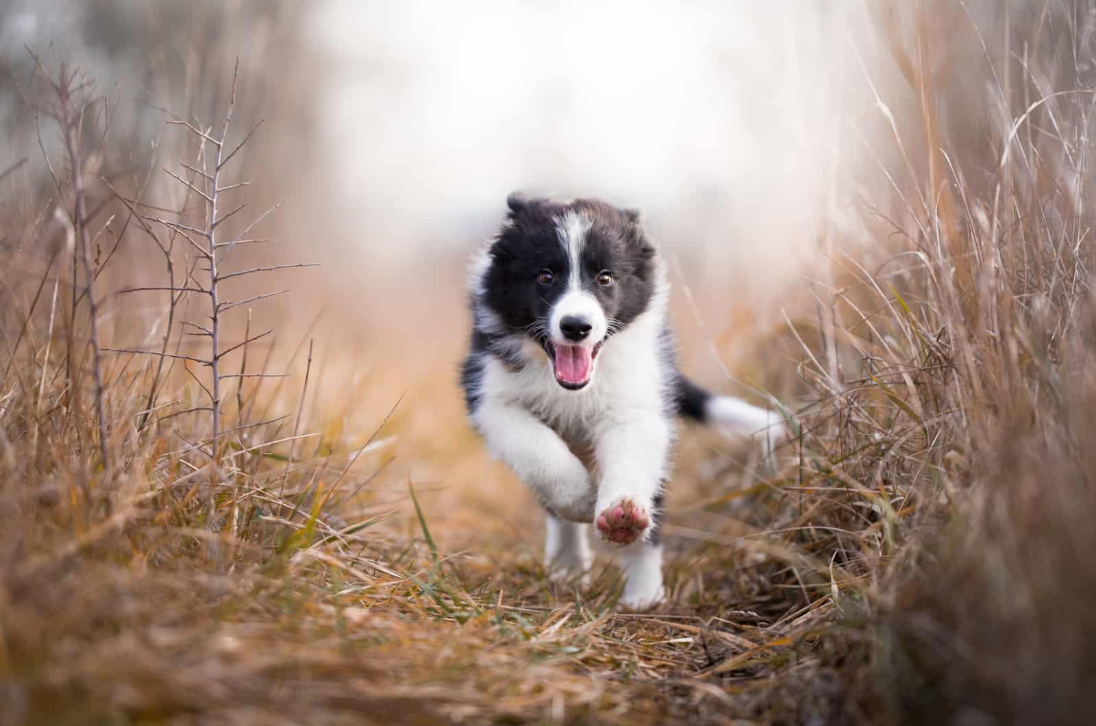 running border collie puppy