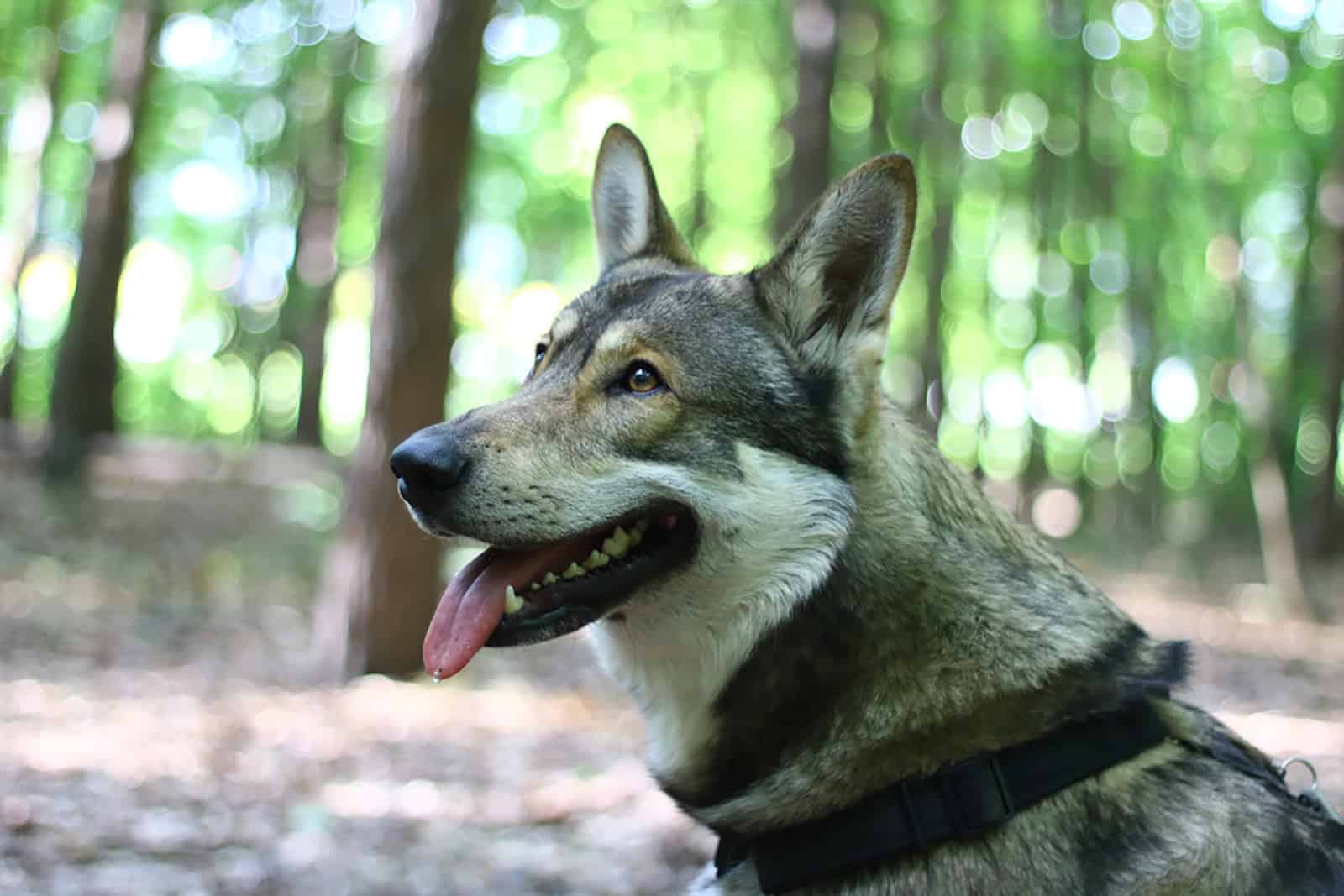 saarloos wolfdog in the forest