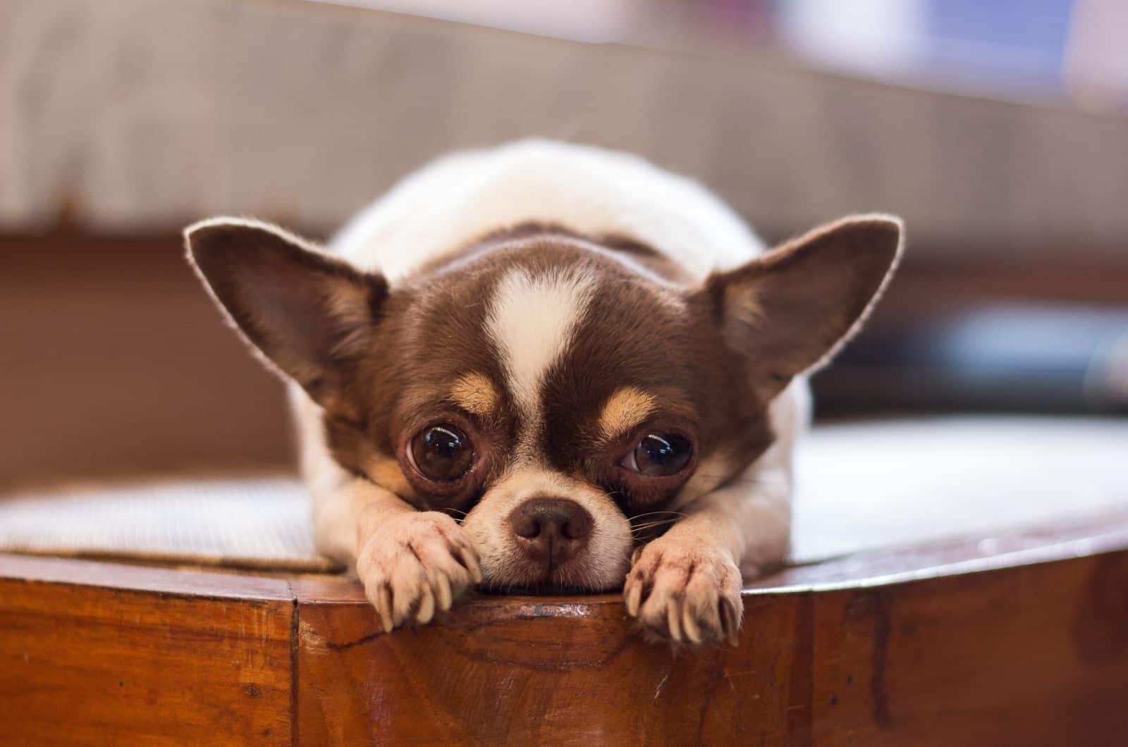 sad apple head chihuahua dog