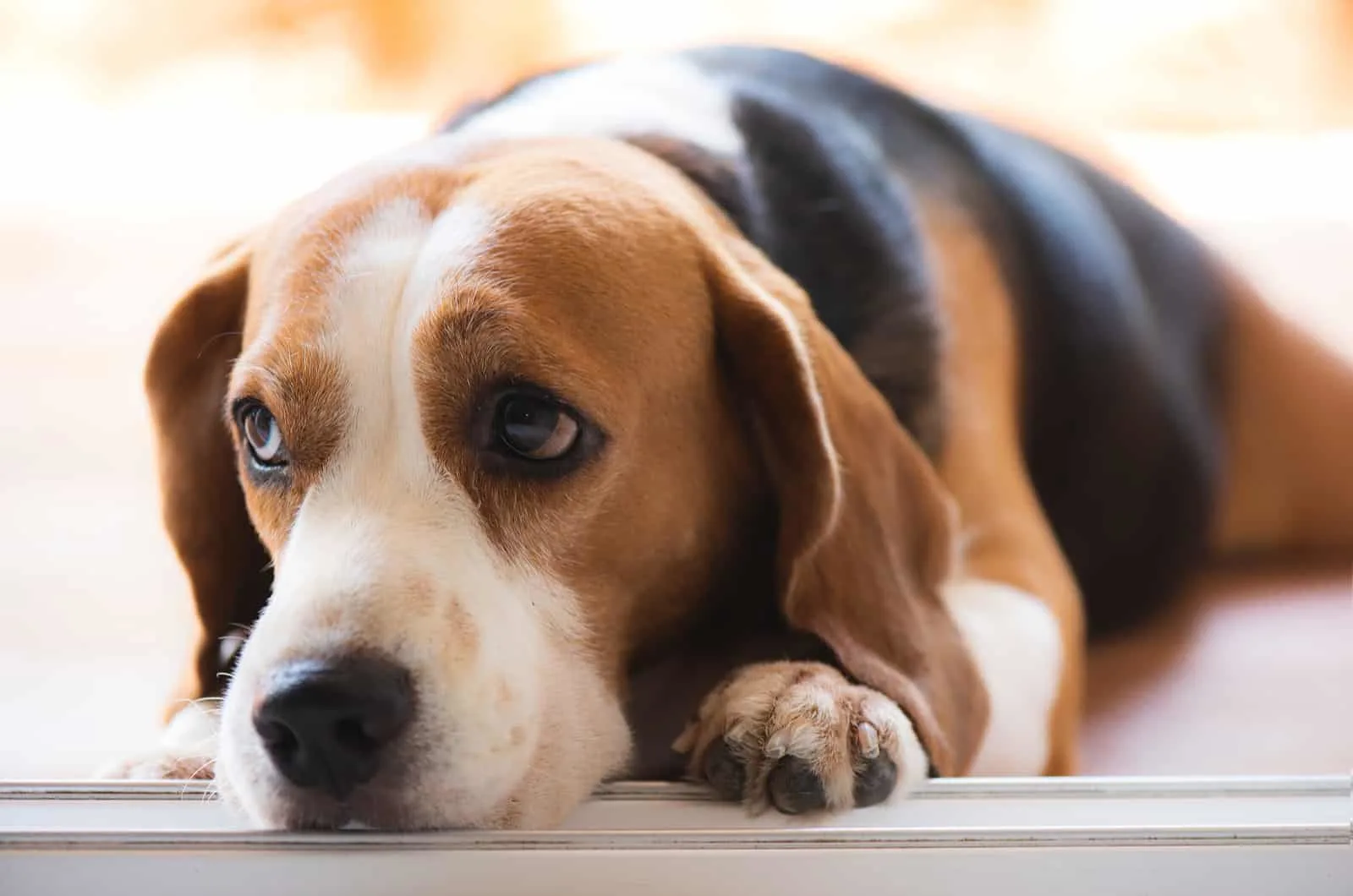 sad beagle dog