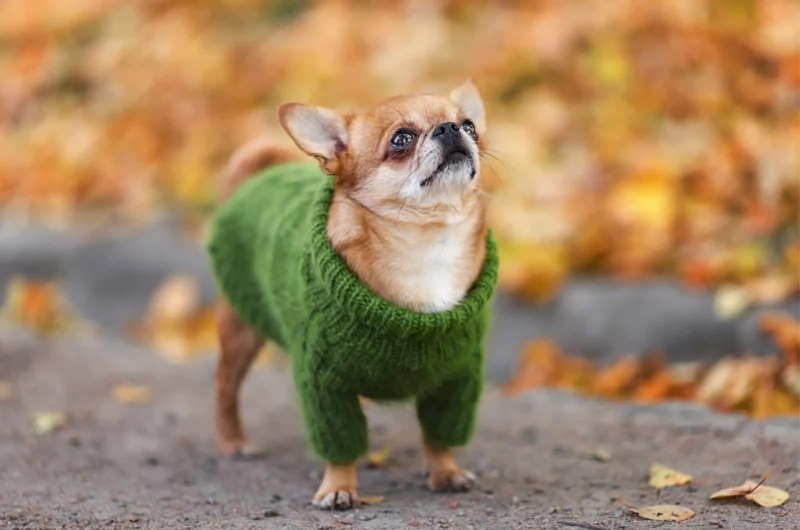 sad chihuahua in a sweater