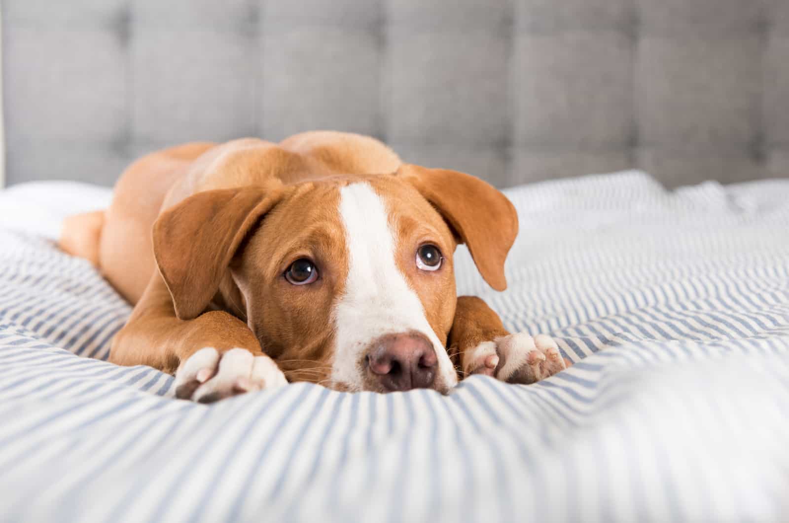 sad dog laying on bed