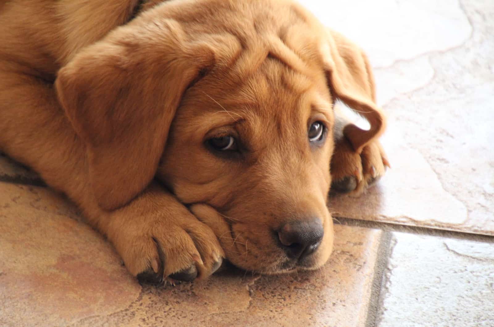 sad puppy on floor