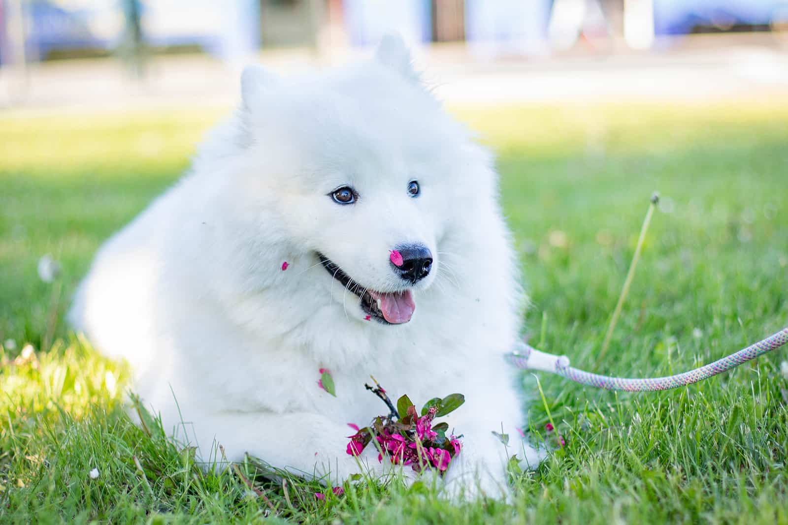 samoyed dog sitting in the grass