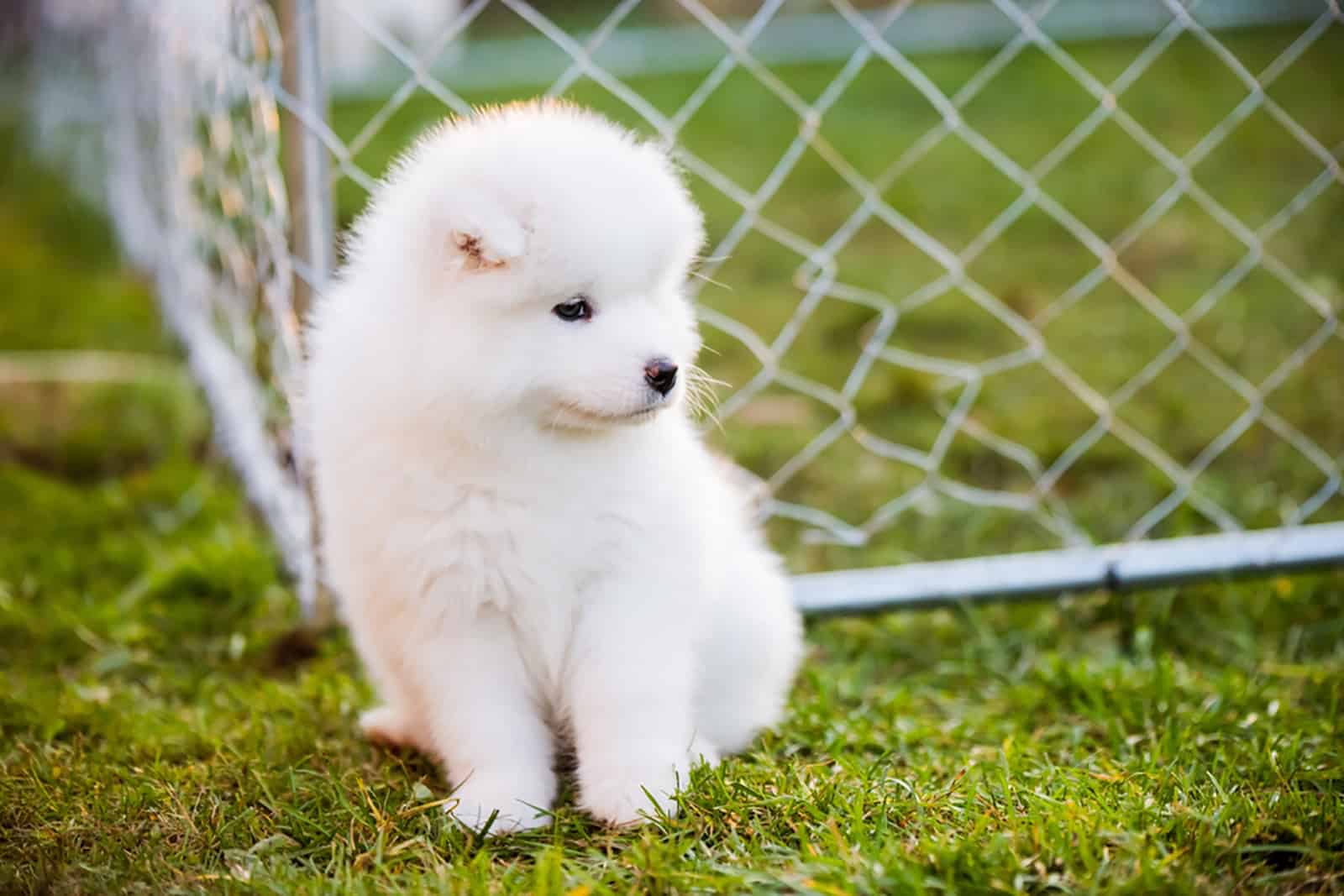 samoyed puppy sitting on the grass