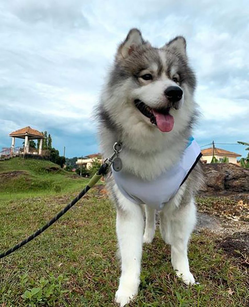 Samoyed Husky Mix: A Hybrid To Fall For