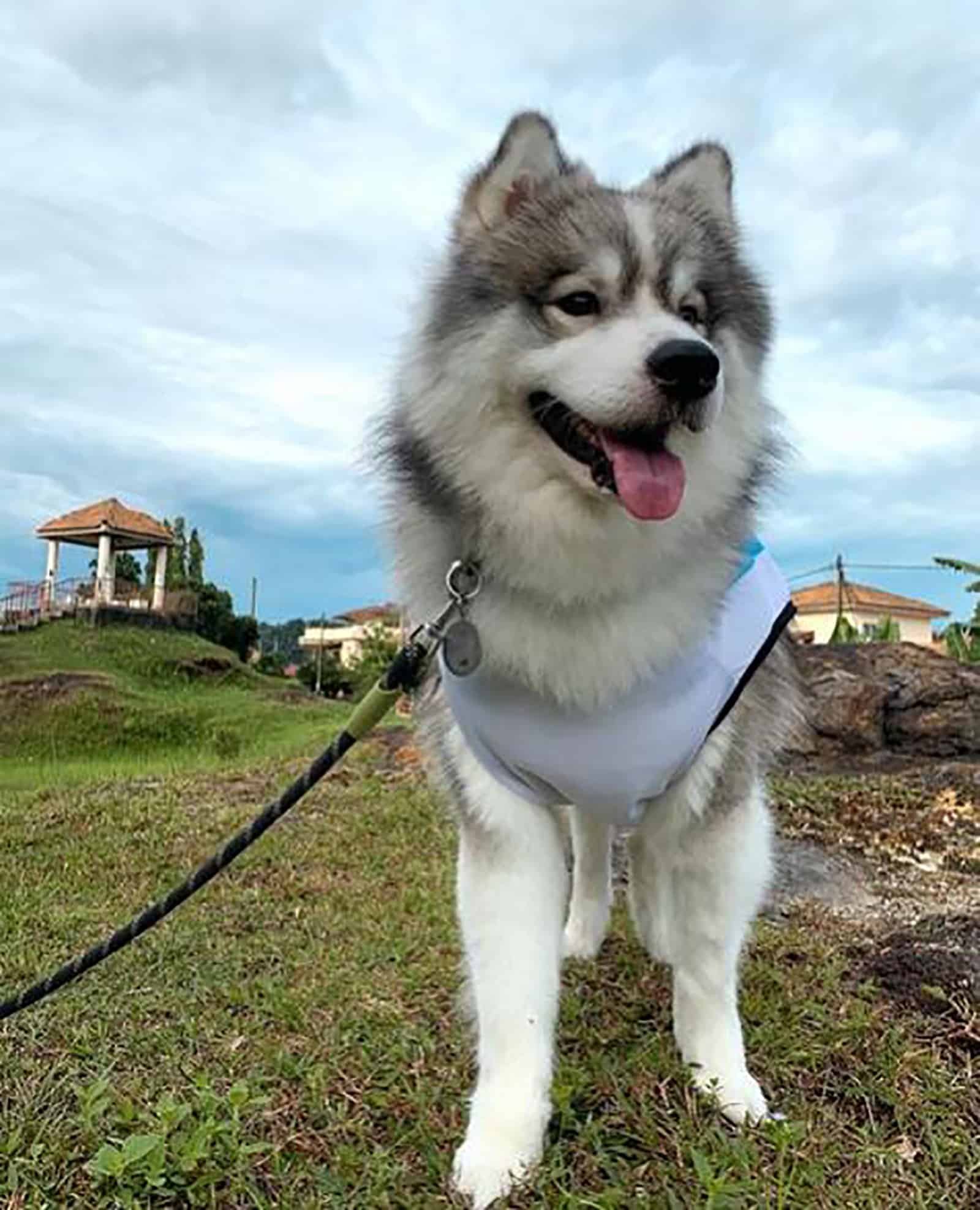 samoyed husky mix dog standing on the lawn