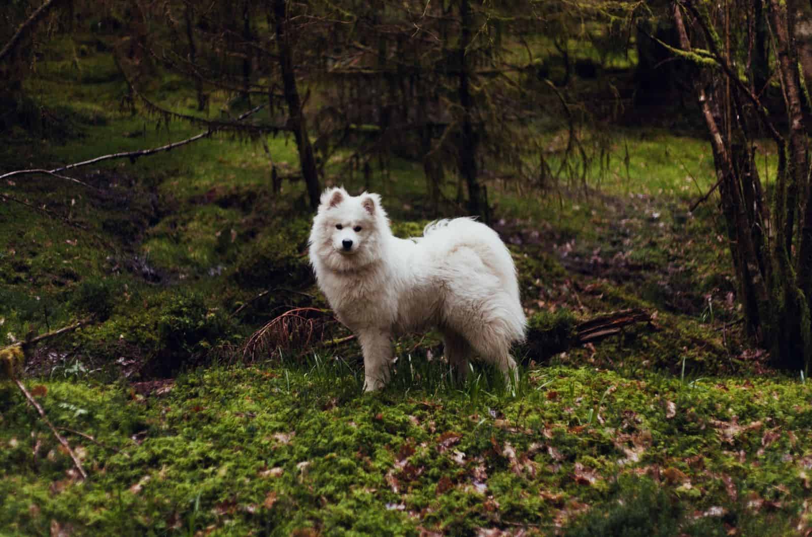 samoyed in woods