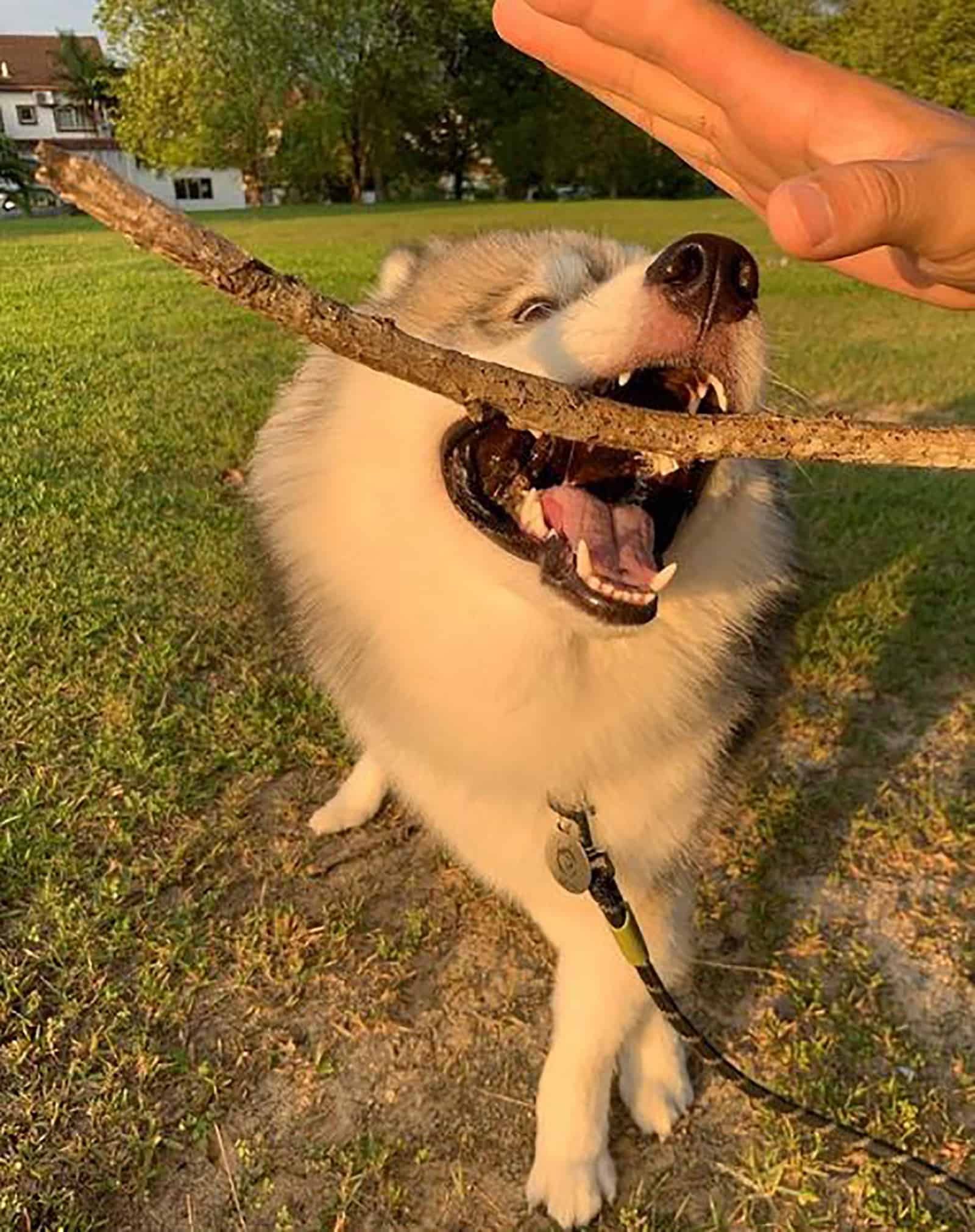 samsky dog playing with a stick with his owner