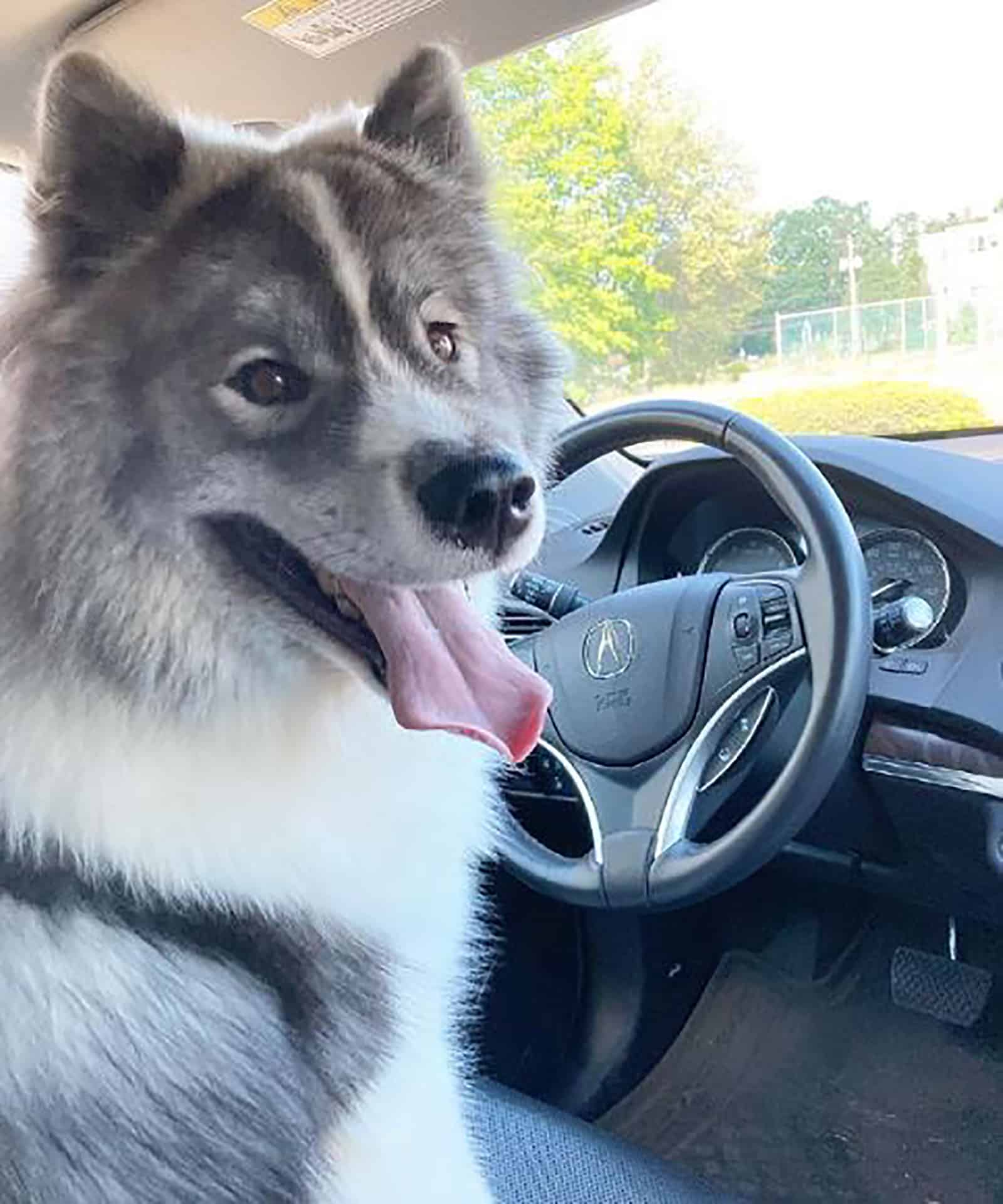 samsky dog sitting in the car and looking into camera