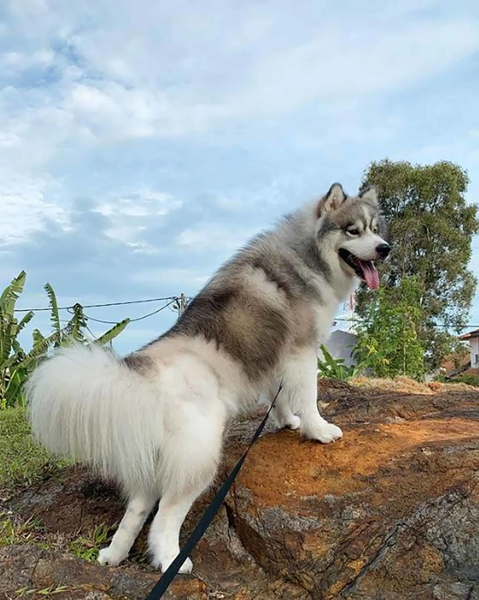 samsky dog standing on the rock in the forest