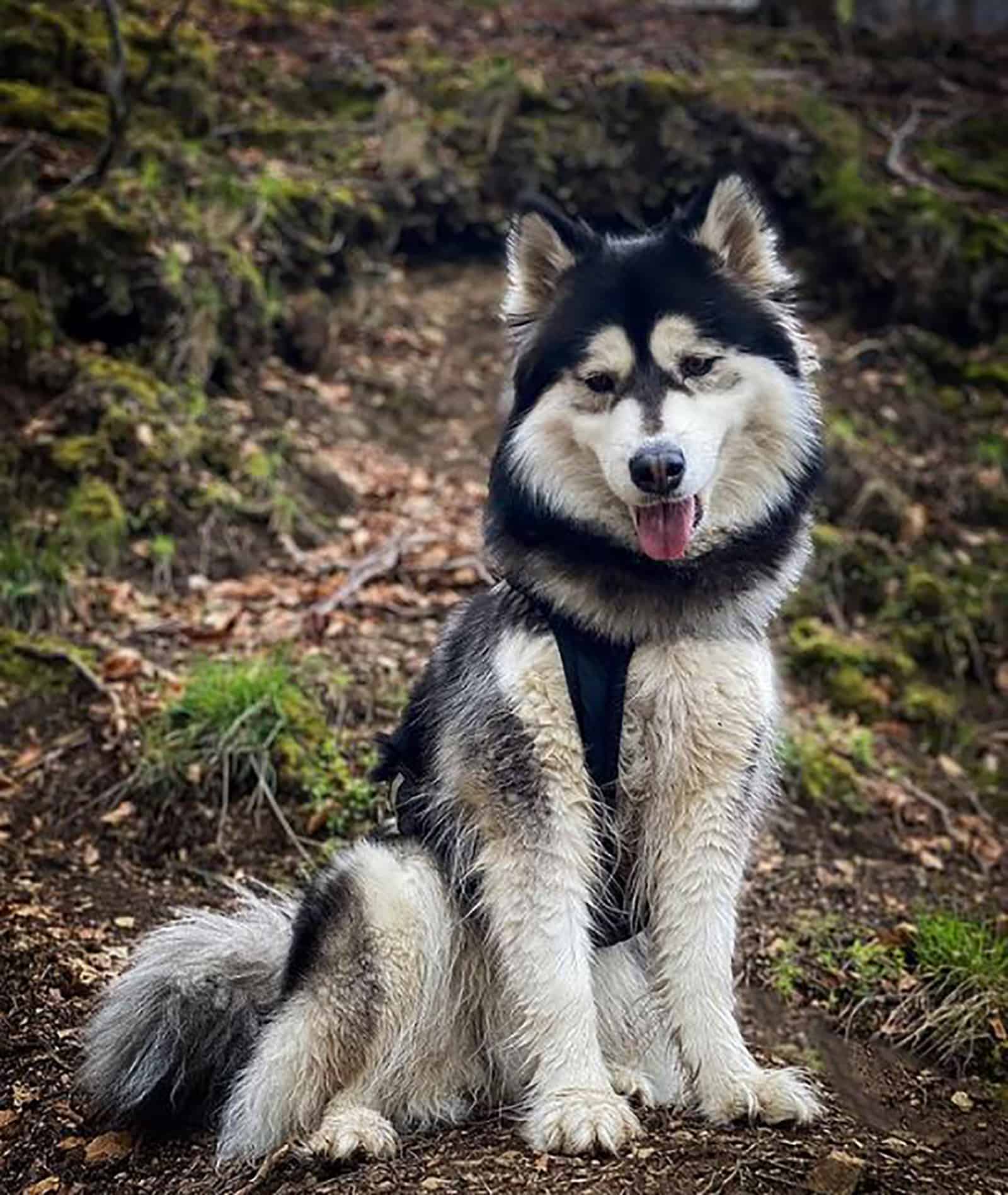 samsky dog sitting in the forest