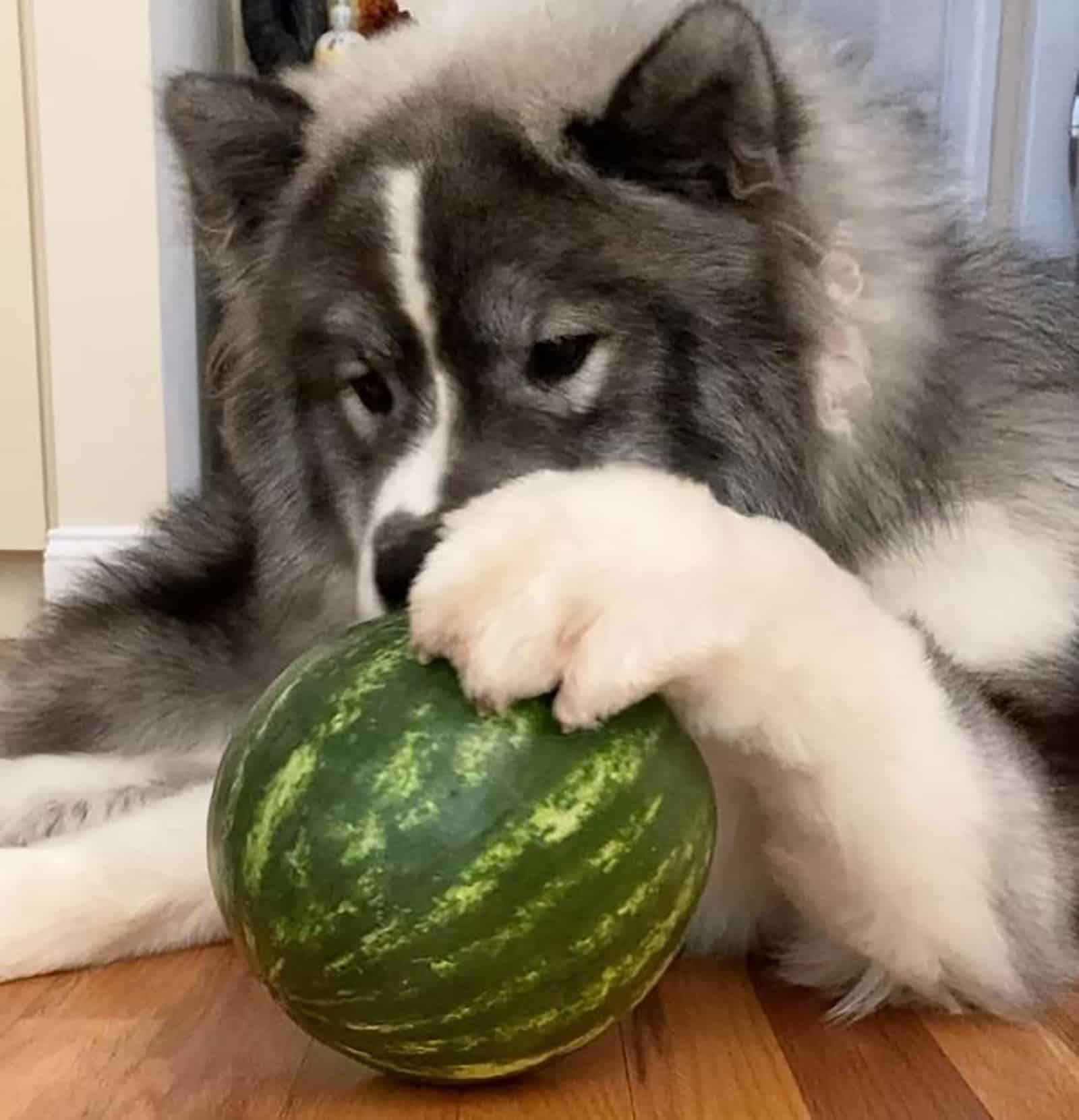 samsky playing with a watermelon on the floor