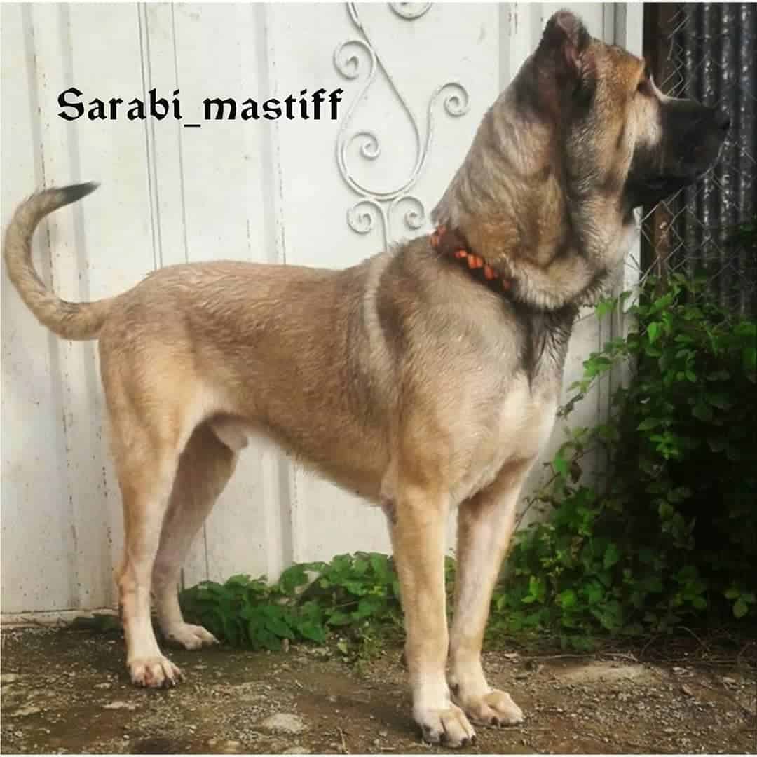 sarabi mastiff