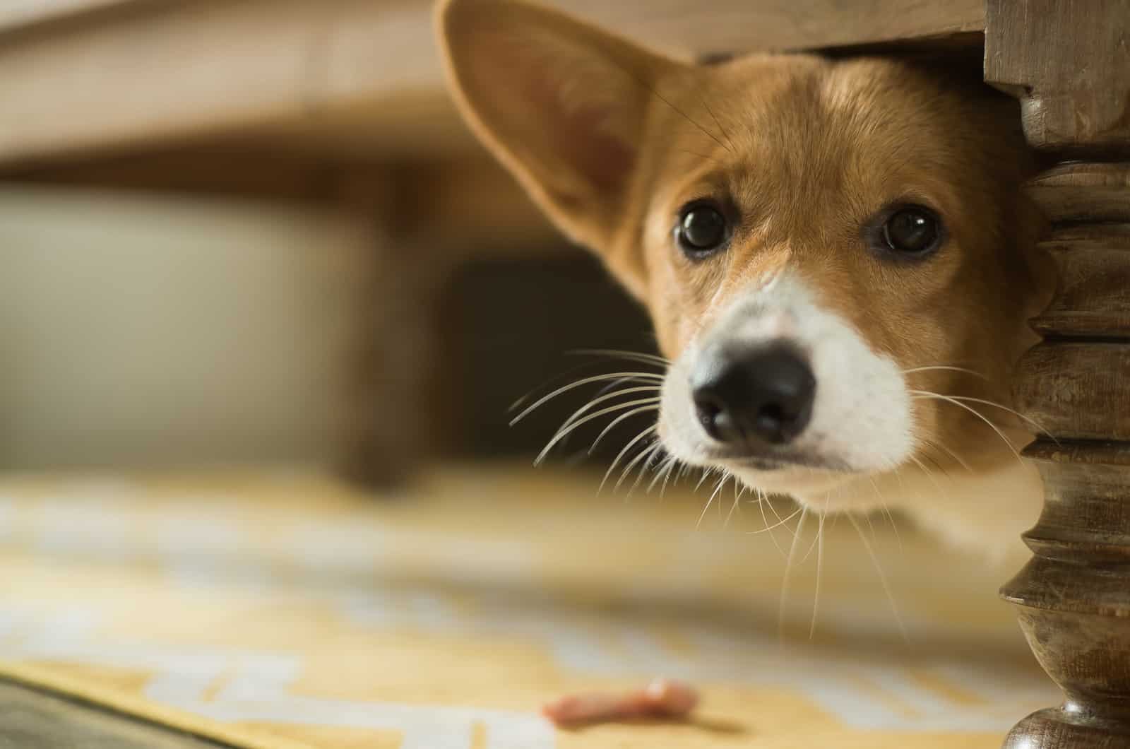 scared corgi hiding