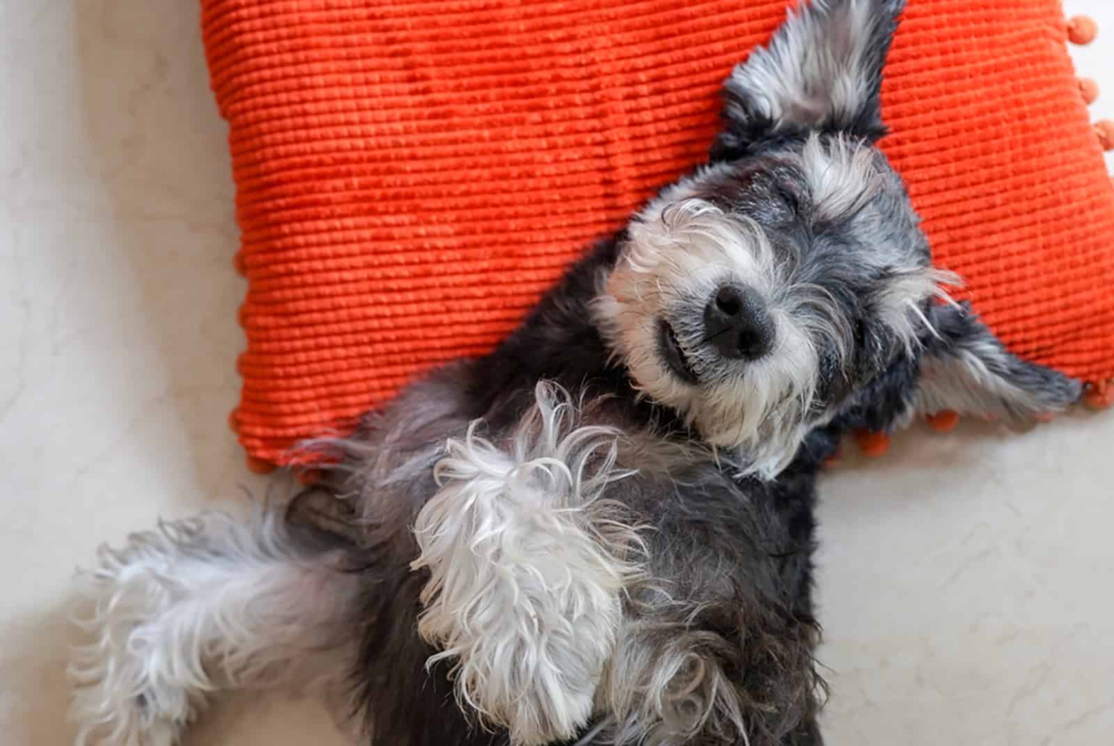 schnauzer dog sleeping on the pillow