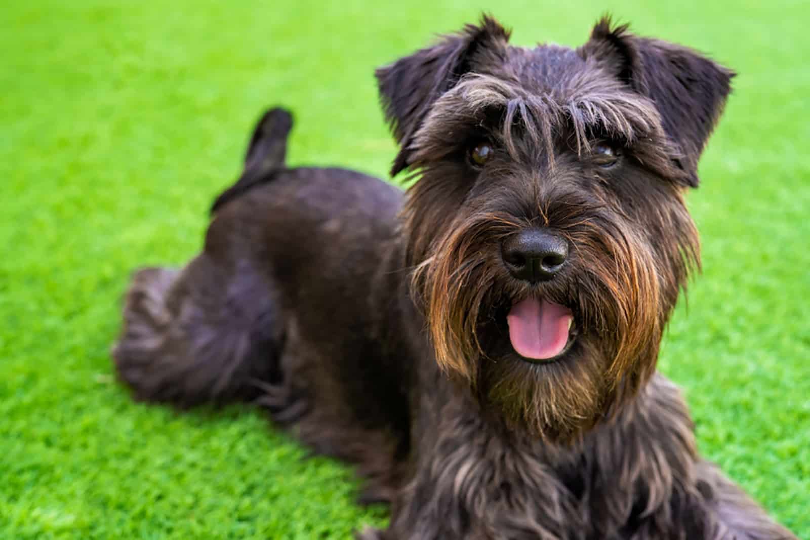 schnauzer puppy lying in the grass