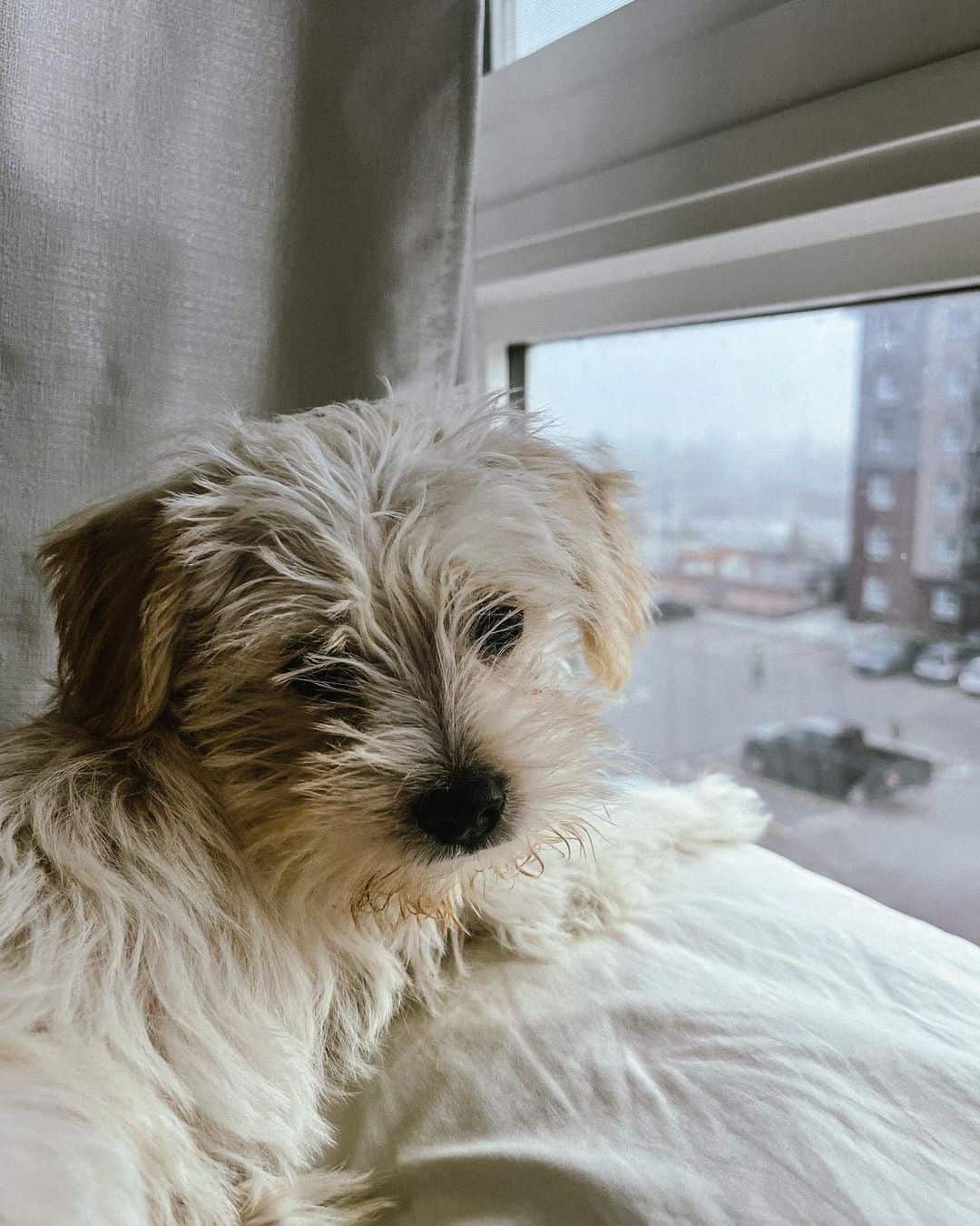 schnoodle puppy