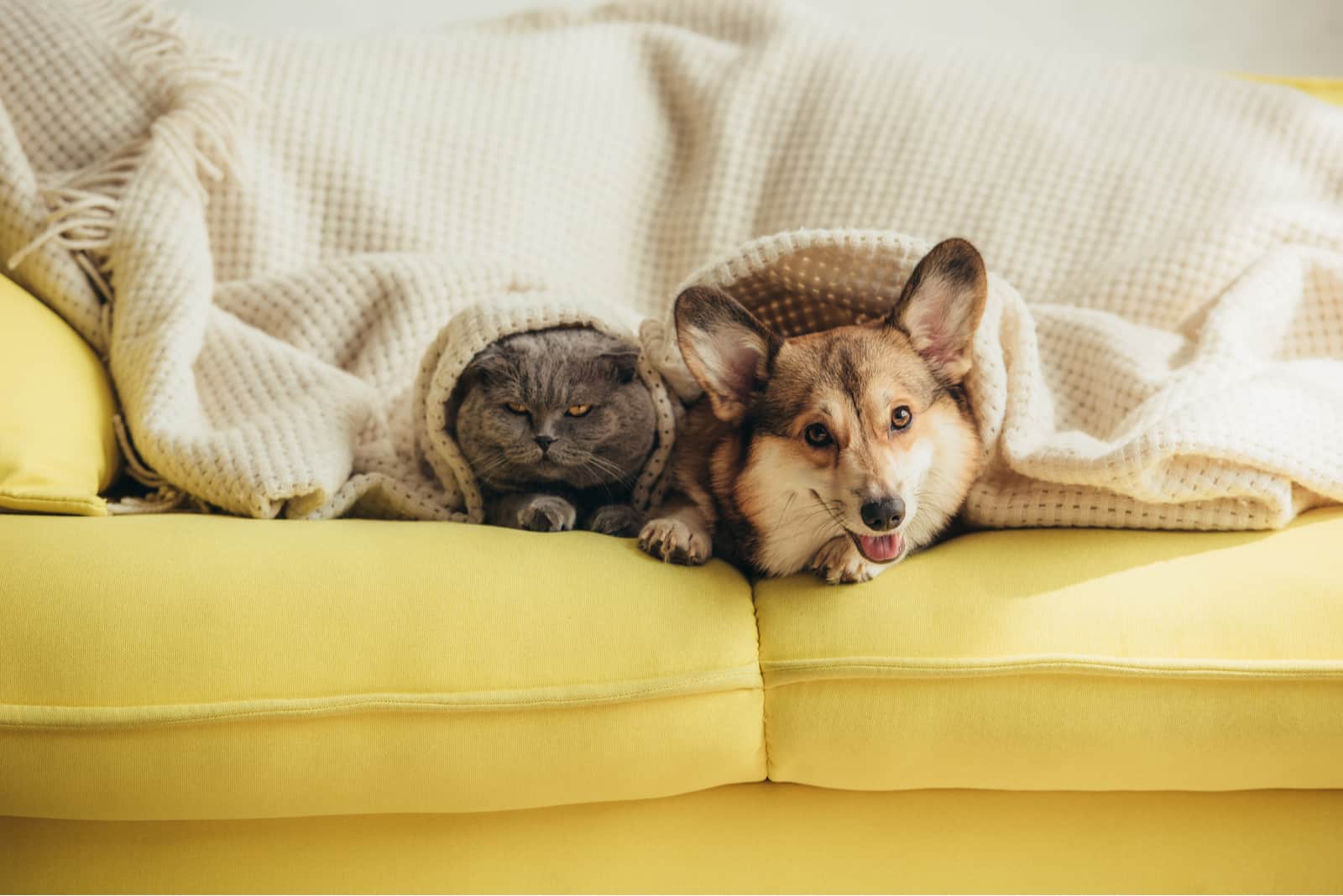 scottish fold cat and welsh corgi dog lying under blanket on sofa