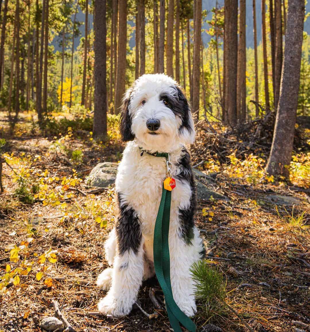 sheepadoodle in nature