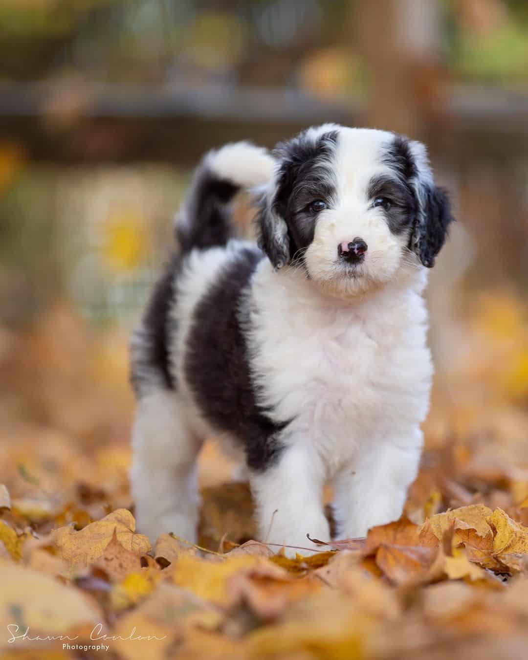 sheepadoodle puppy