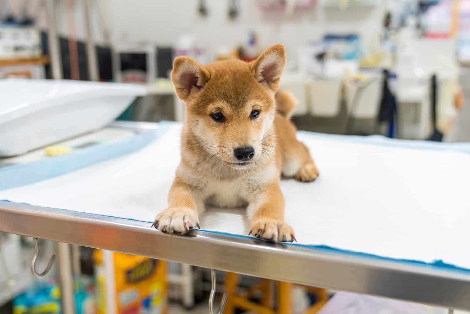 shiba inu at the vet