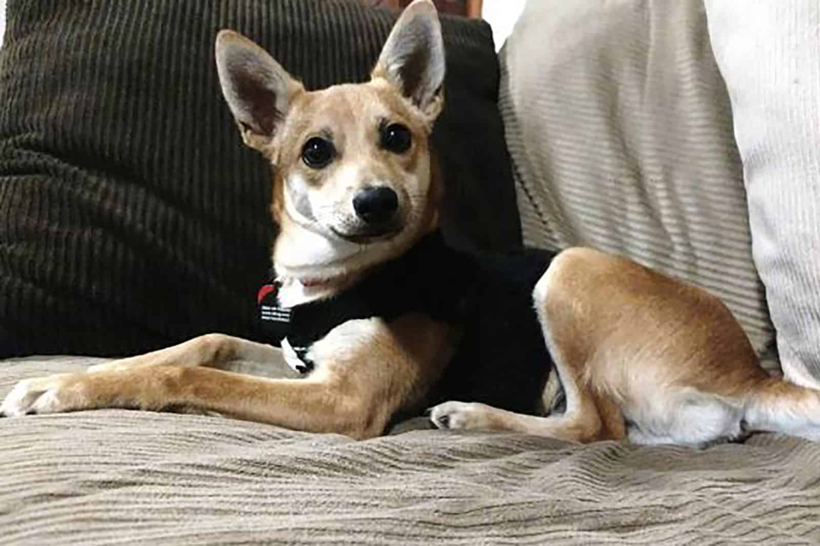 shiba inu basenji mix lying on the couch