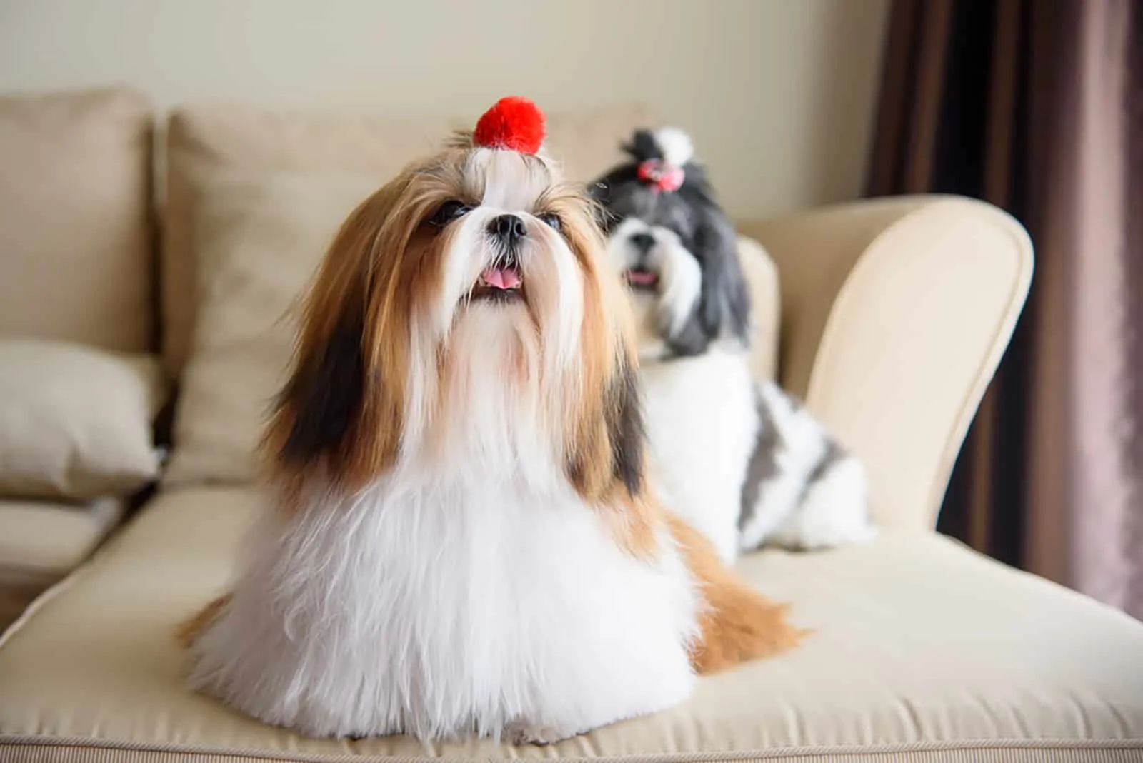 two shih tzu dogs sitting on the sofa