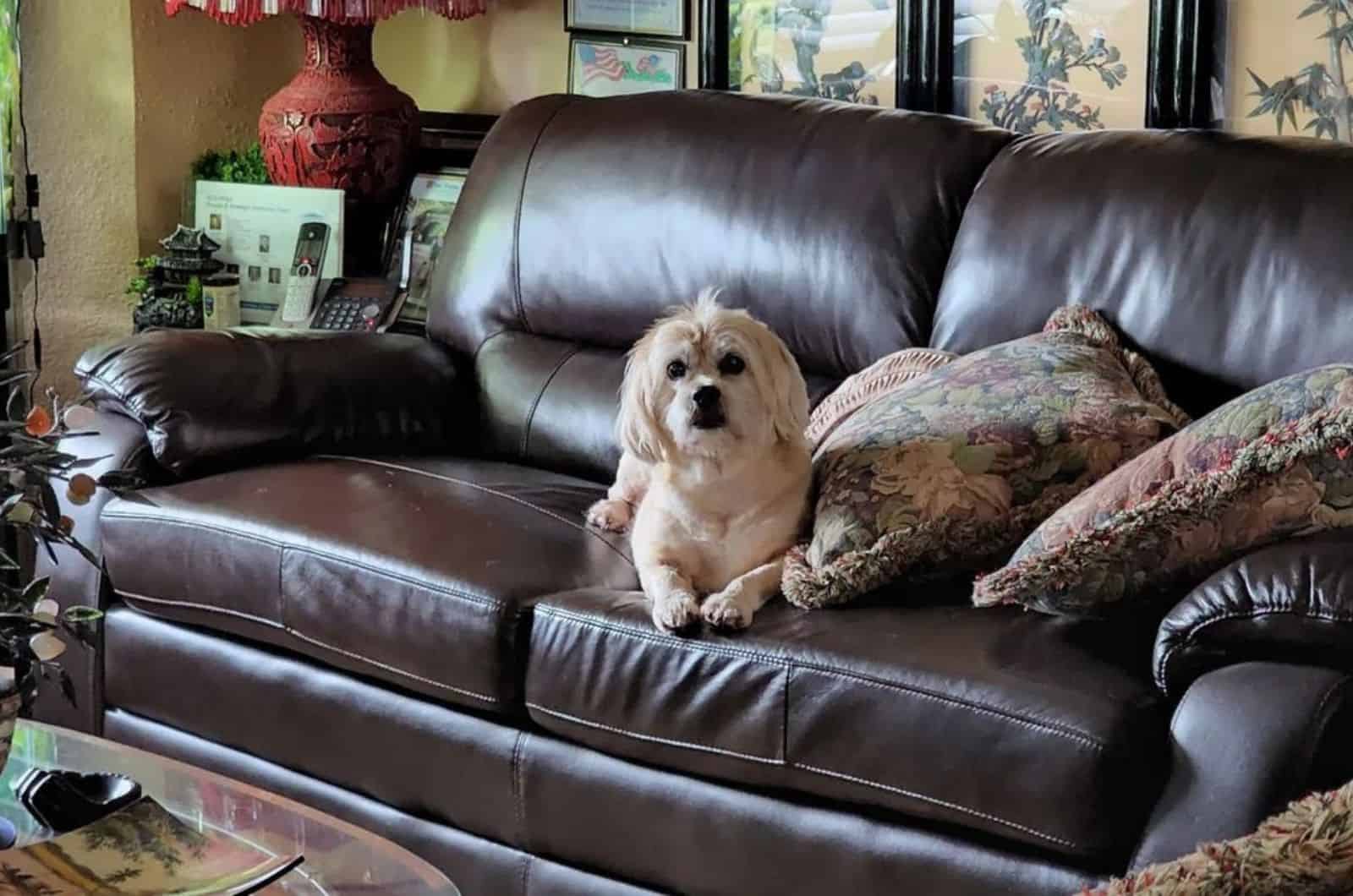 shih tzu beagle mix sitting on the couch