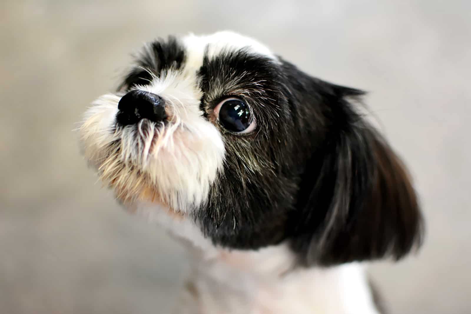 shih tzu dog looking aside protecting something