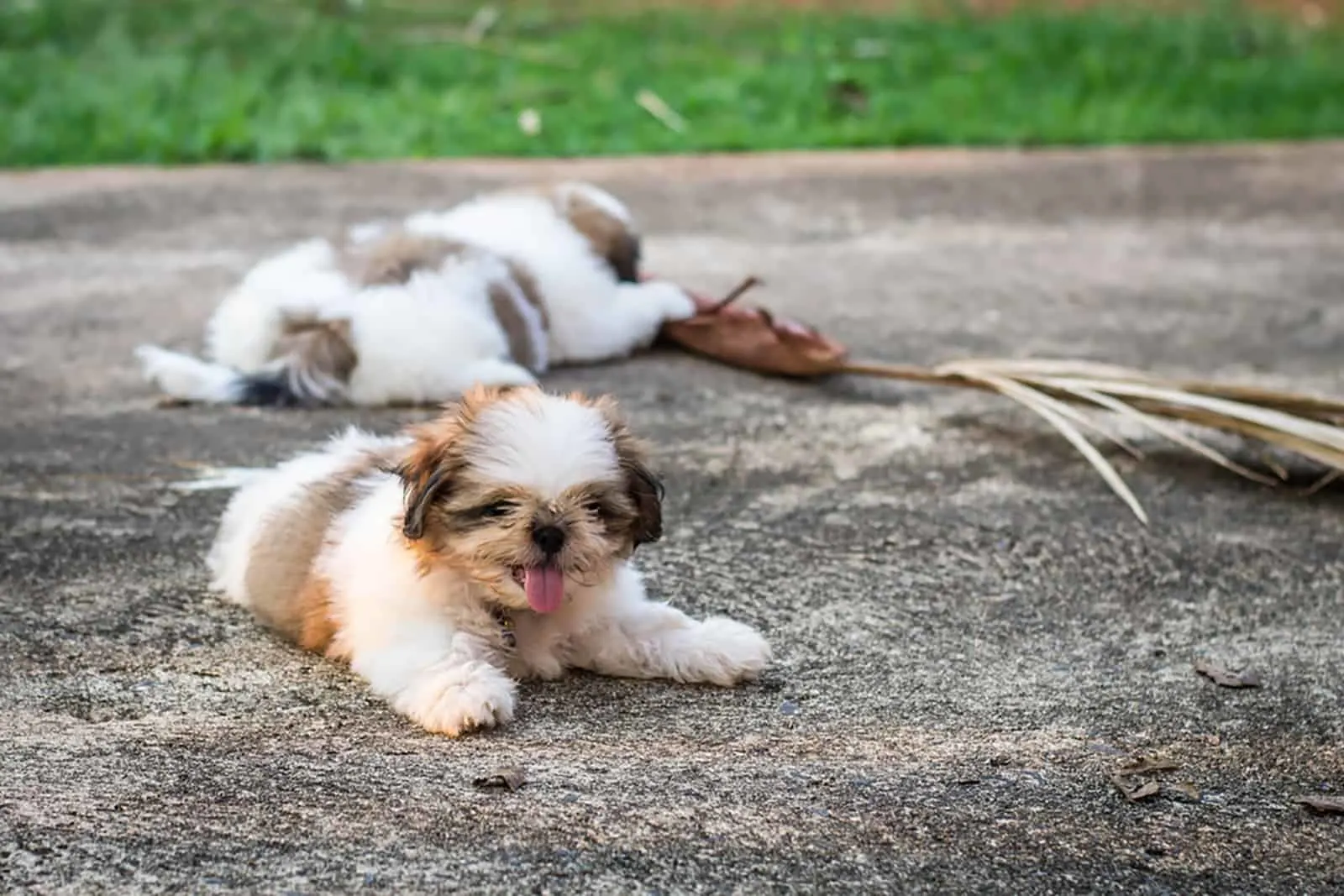 shih tzu puppies lying on the concrete