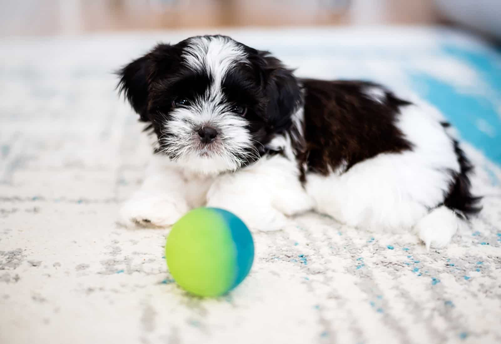 shih tzu puppy is playing with a ball on the carpet