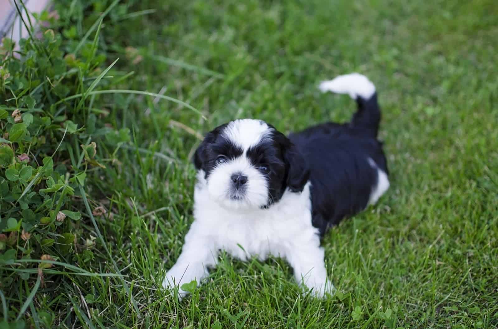 shih tzu puppy lying in the grass in the garden