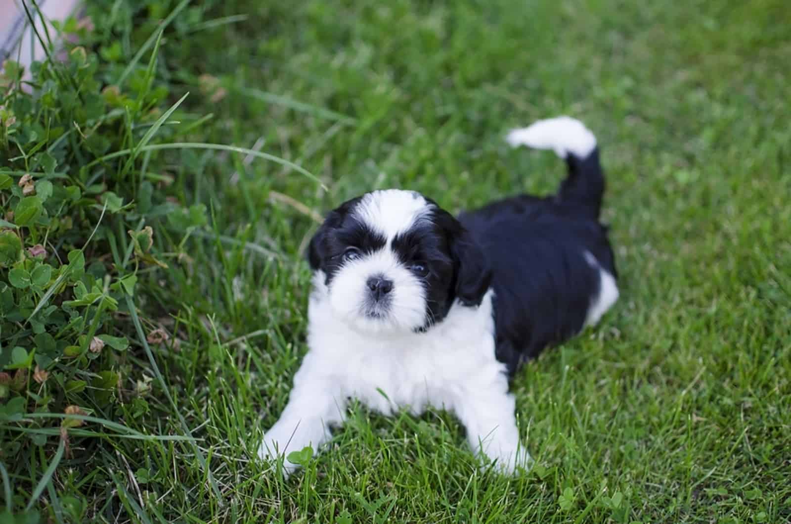 shih tzu puppy lying in the grass in the garden