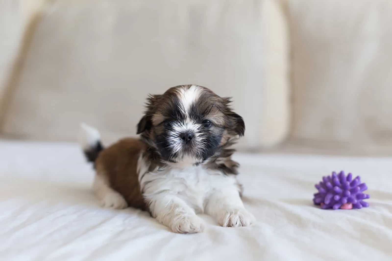 shih tzu puppy lying on the bed with toy