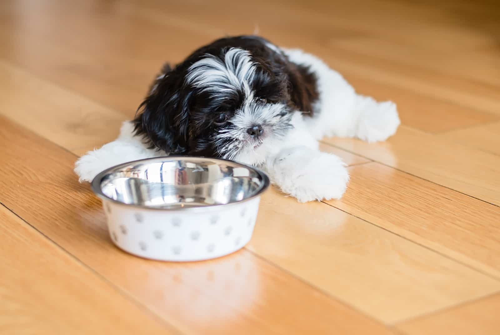 shih tzu puppy lying on the floor near the bowl