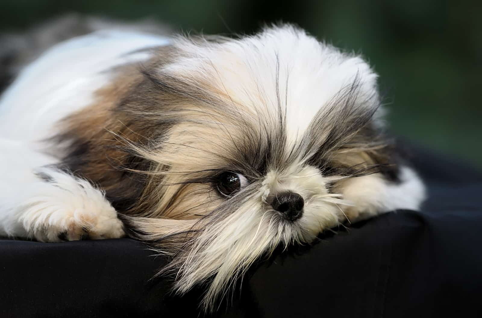 shih tzu puppy lying on black pillow