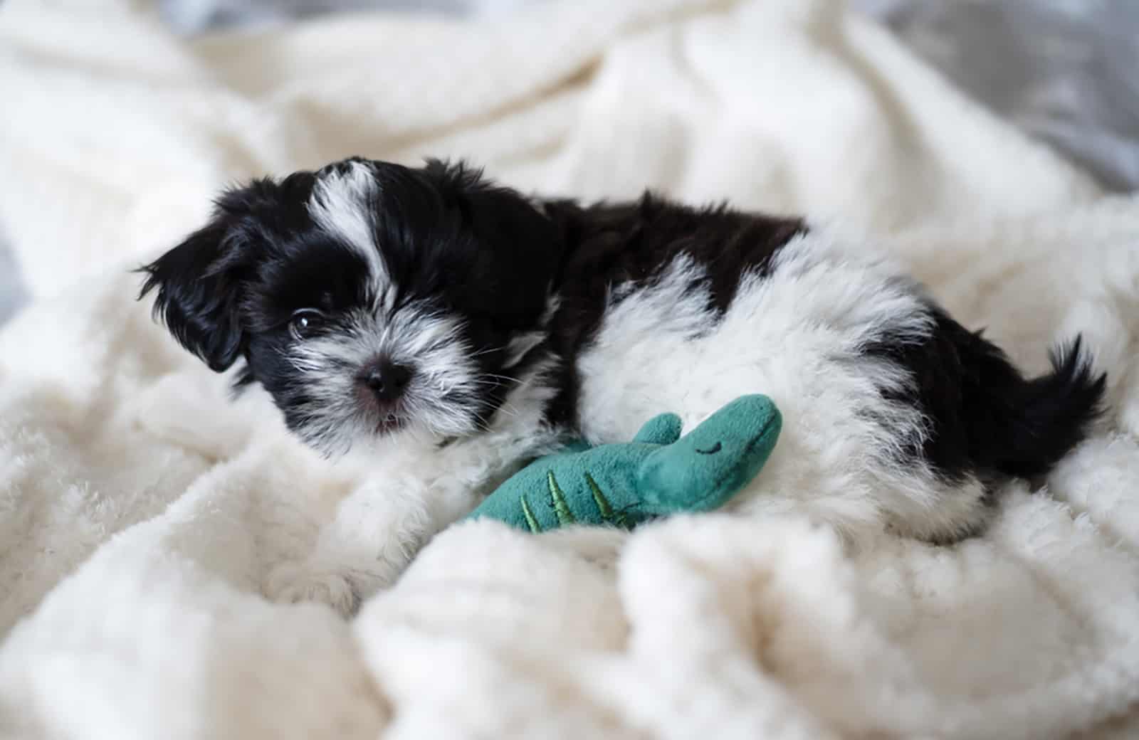 shih tzu puppy plays on the bed with a toy