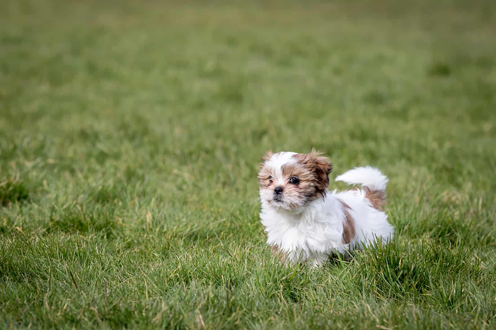 shih tzu puppy running in the park