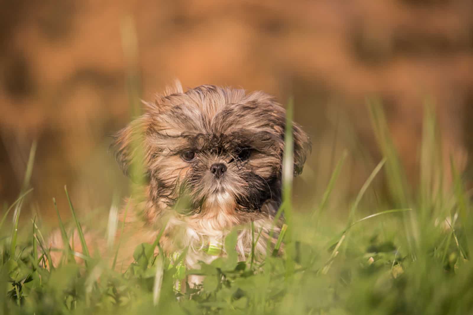 shih tzu puppy sitting in high grass in a meadow
