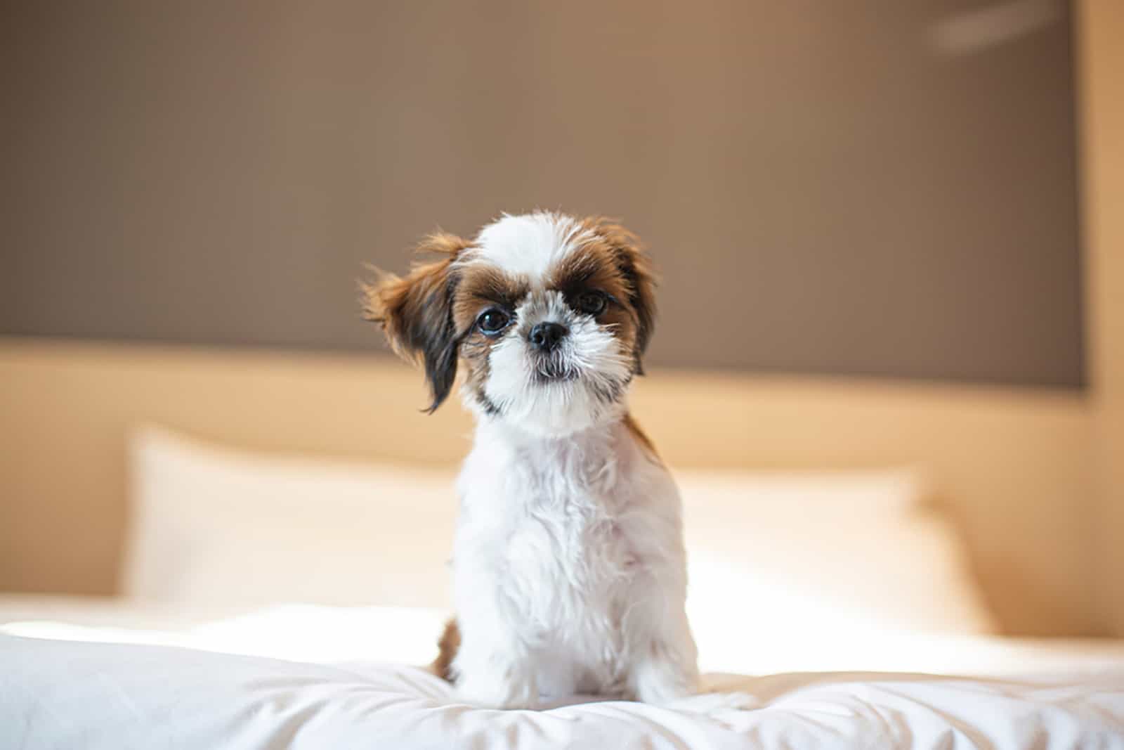 shih tzu puppy sitting on the bed indoors