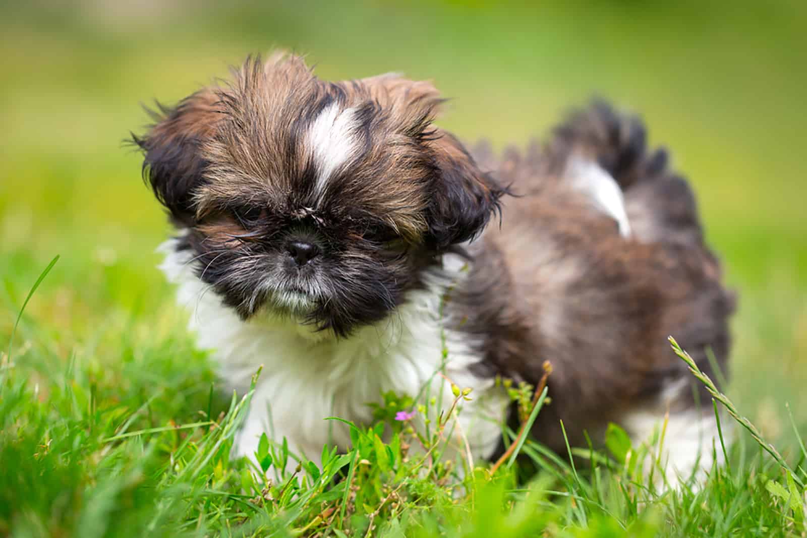 shih tzu puppy in the garden