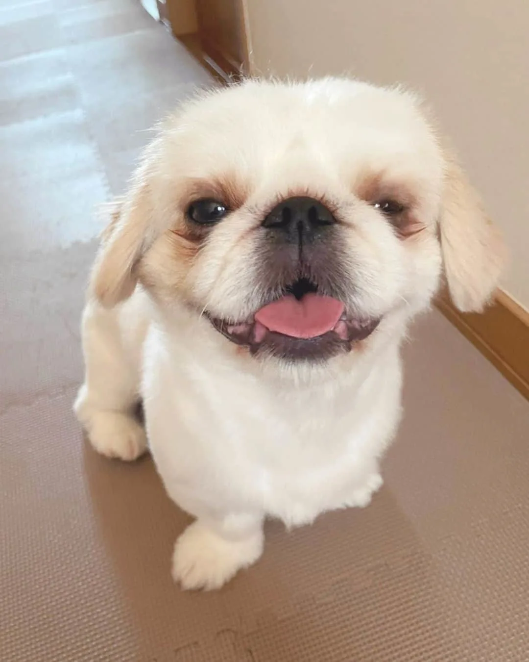 shinese dog posing