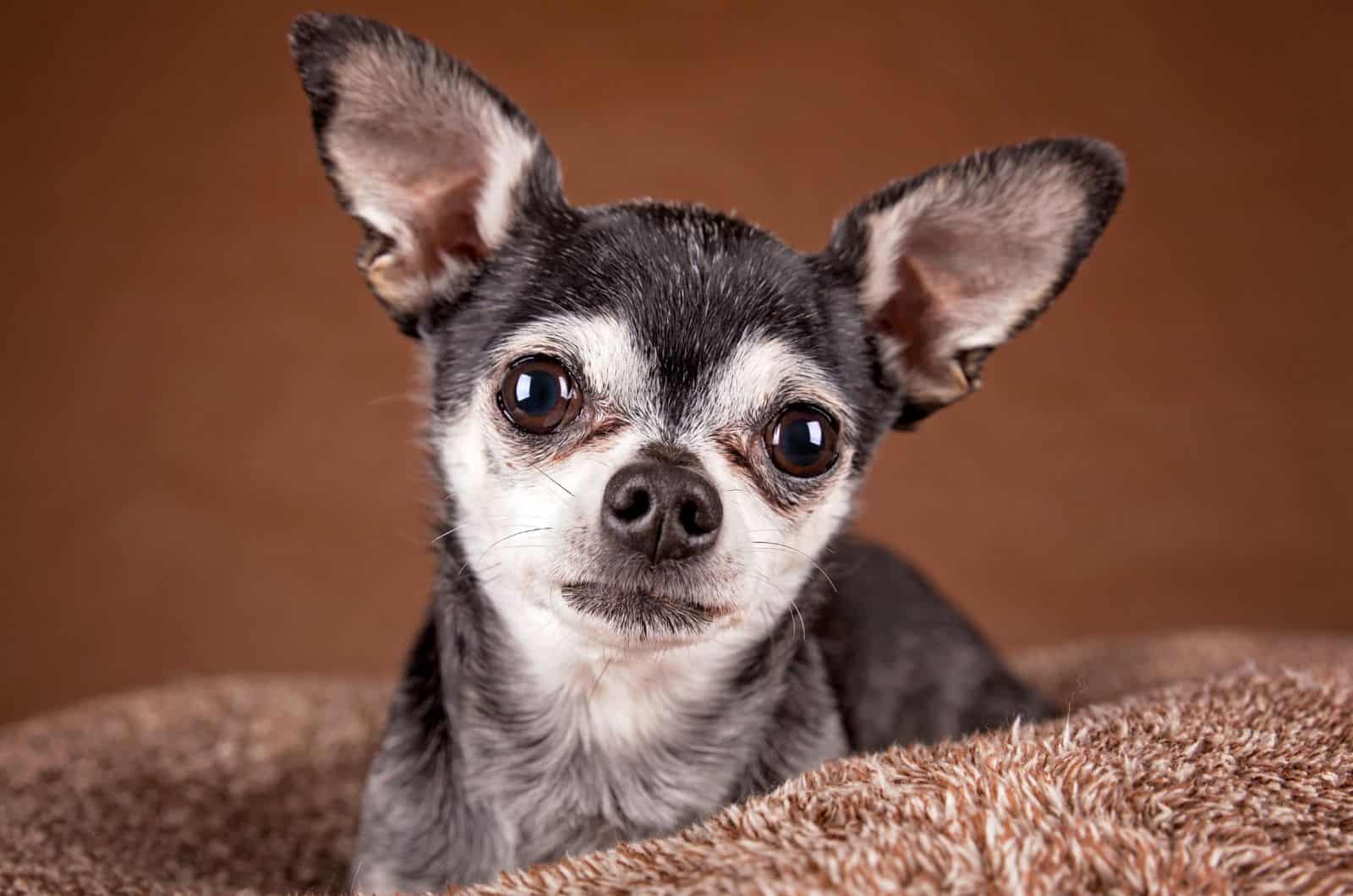 short coated apple head chihuahua