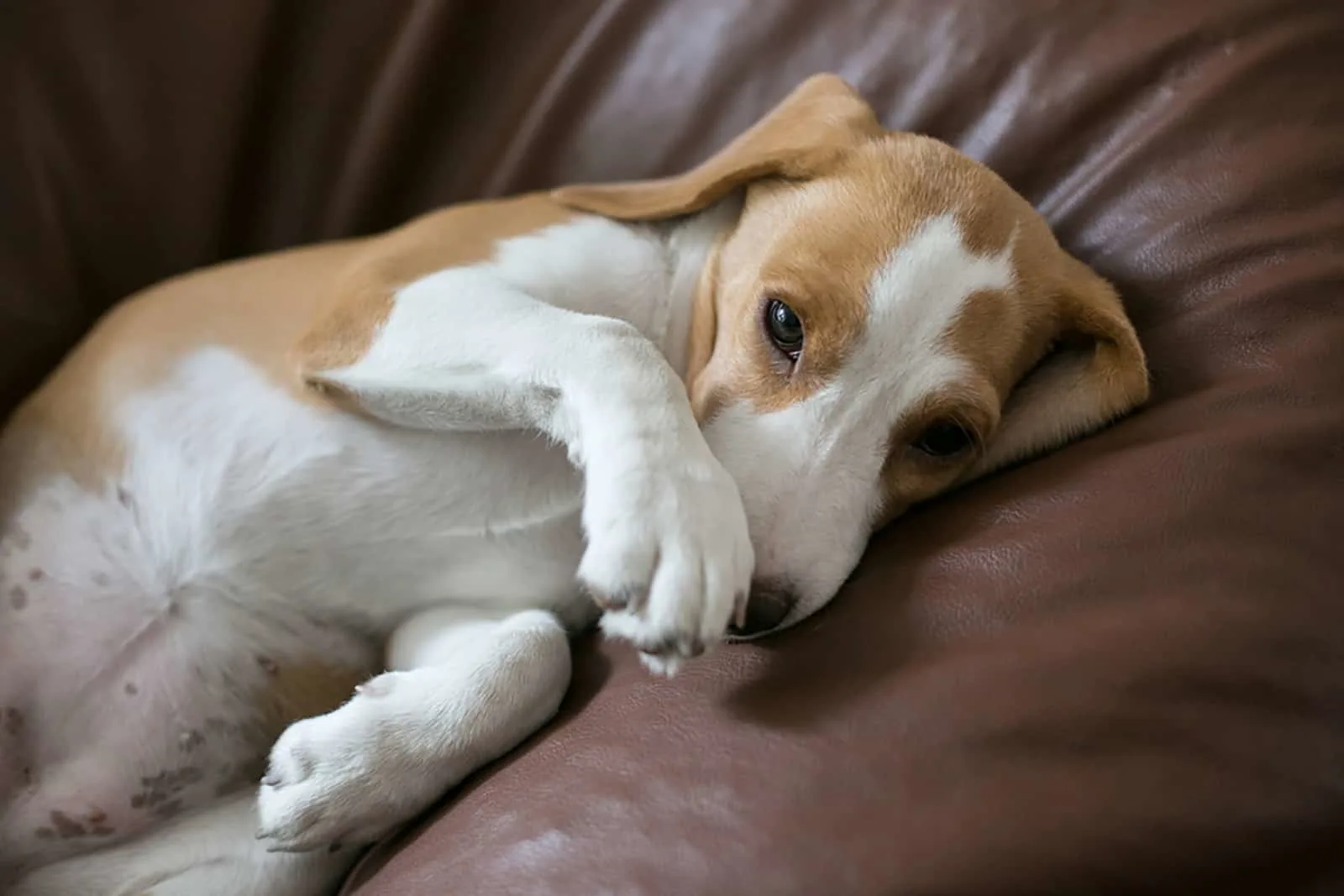 shy beagle puppy lying on the couch