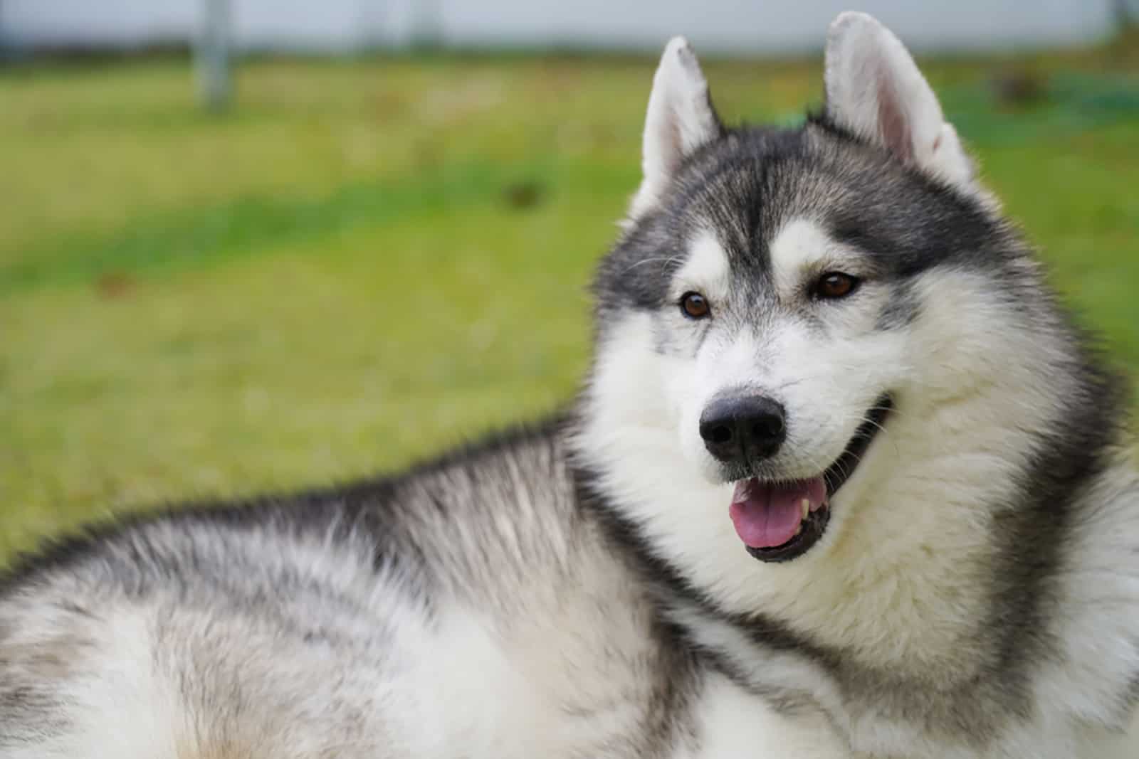 siberian husky lying on the grass