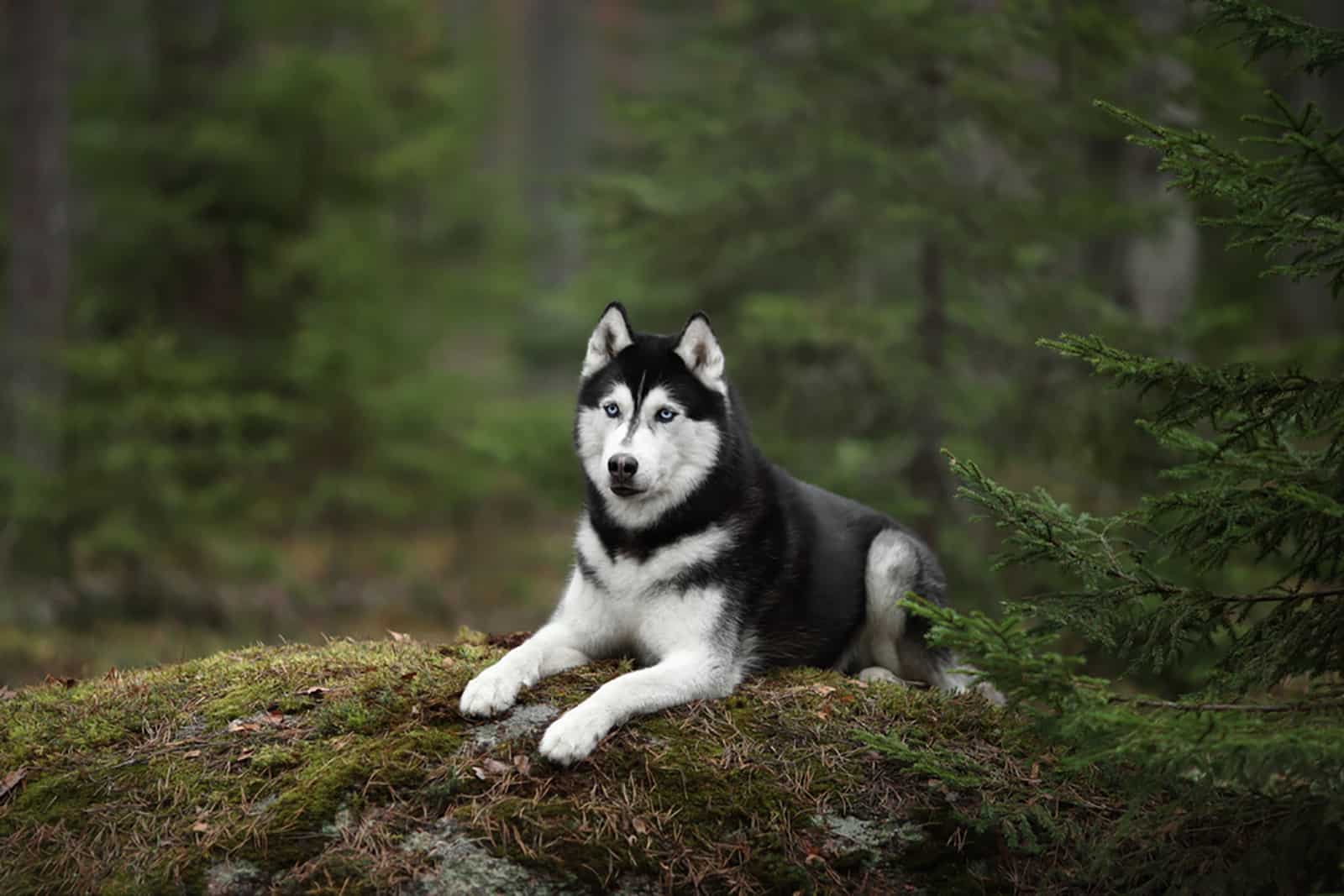 siberian husky sitting on the rock